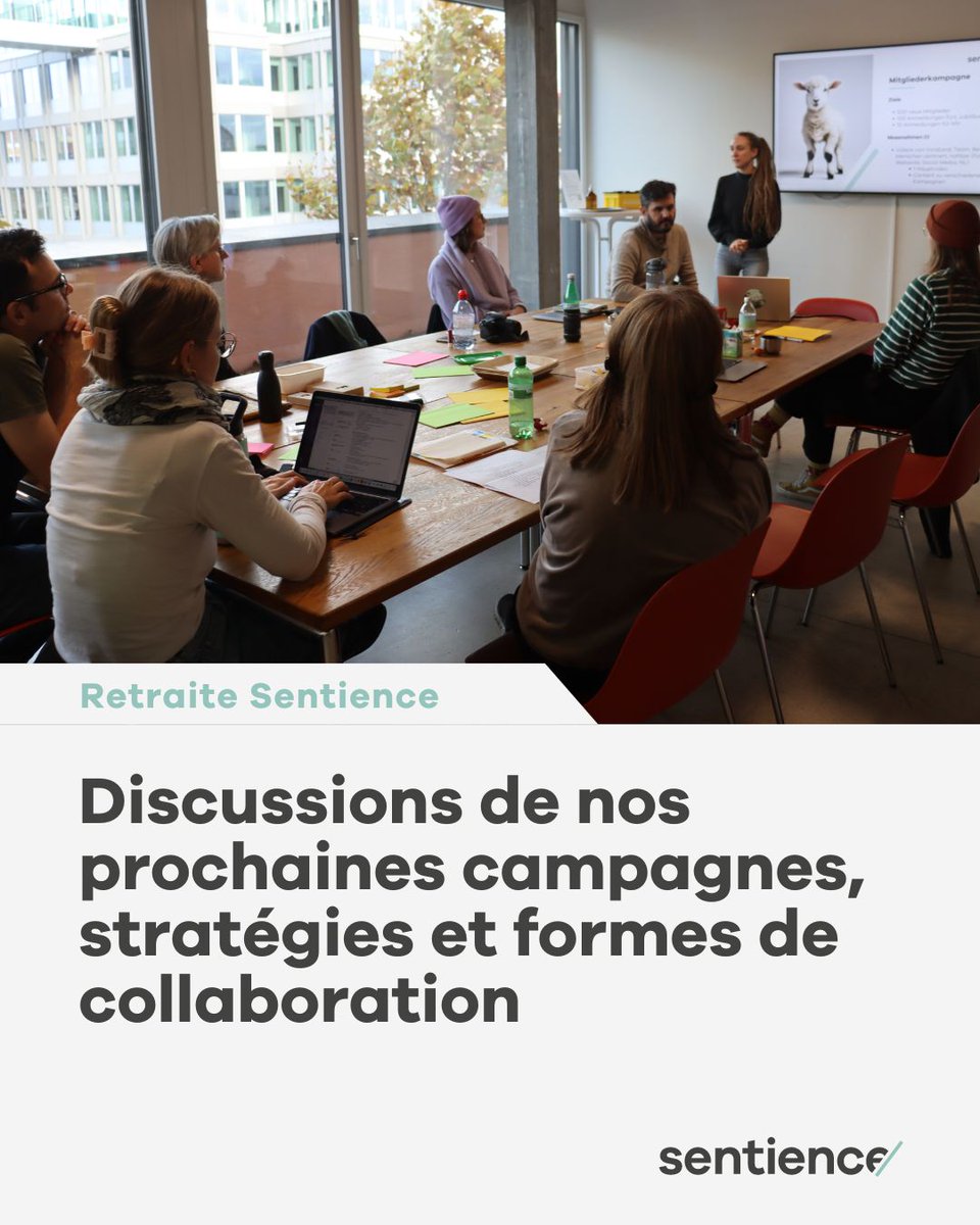 Sentiencesuisse's tweet photo. Le week-end dernier le comité et l'équipe de Sentience se sont retrouvées pour discuter des structures et projets à venir. 

Apprenez-en plus sur les personnes qui s'engagent pour Sentience sur https://t.co/0xdXuwaZMr https://t.co/s5TS5VGn8R