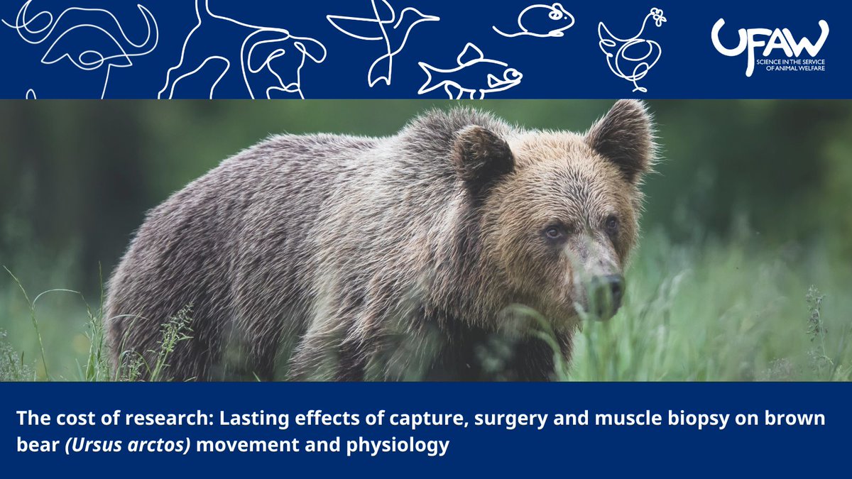 In the following study, the short- and long-term consequences of capture and surgery on brown bear behaviour and physiology was evaluated ➡️ doi.org/10.1017/awf.20…
