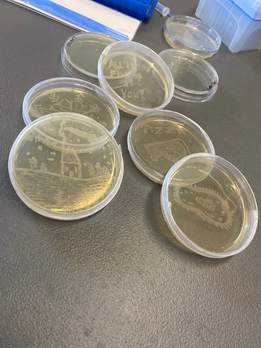 _Maria_Romano's tweet photo. @eli_kram is showing bacteria on Petri dishes with amazing artistic skills #pizzalove #snowflake #bacteria #Christmas https://t.co/oe2fIWzvob
