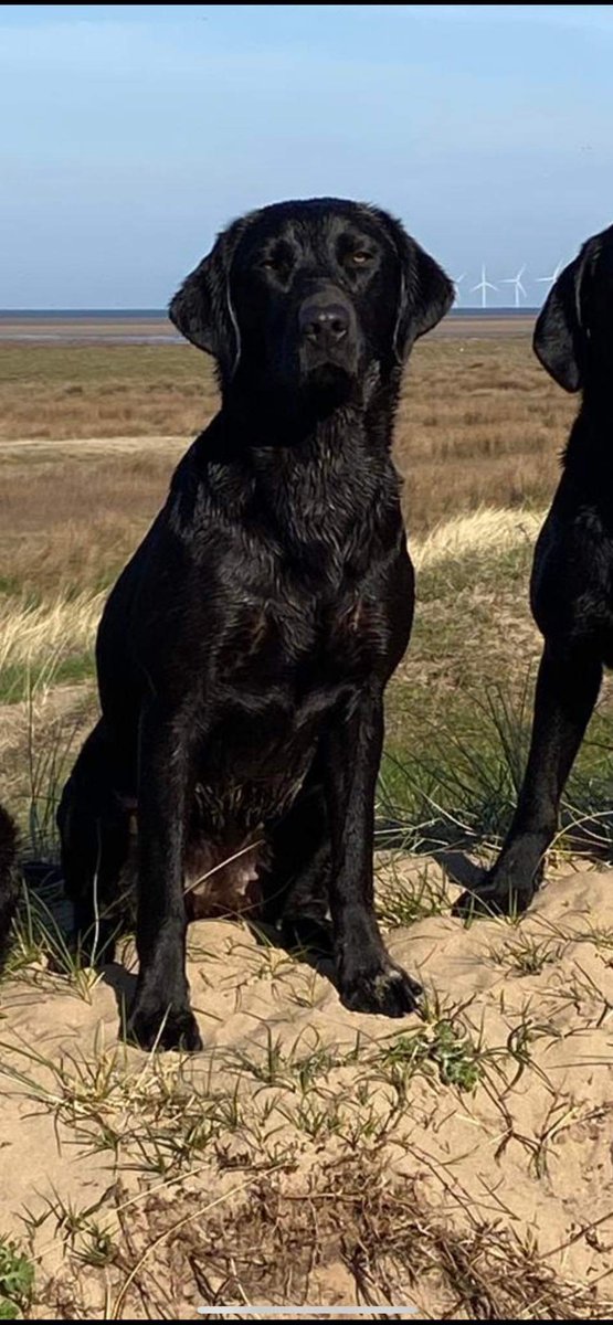 MissingPetsGB's tweet image. 🐕🧨CHABUCA went missing due to fear at loud fireworks on 5 November 2023 IN West Kirby #Wirral #CH48 
SIGHTINGS URGENTLY NEEDED
PLEASE DO NOT CALL, CHASE OR ATTEMPT TO GRAB 
She could be anywhere by now, If seen please do not approach as she will run.