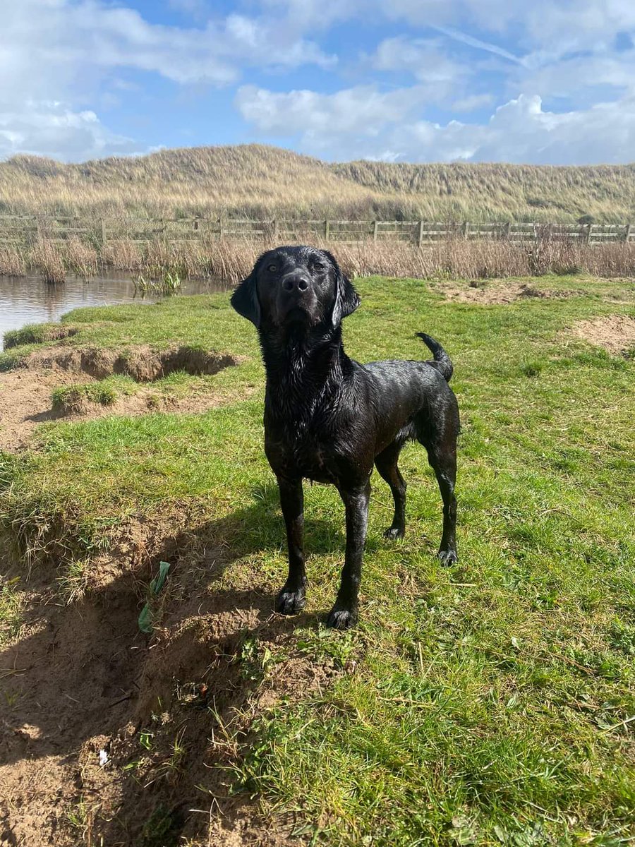 MissingPetsGB's tweet image. 🐕🧨CHABUCA went missing due to fear at loud fireworks on 5 November 2023 IN West Kirby #Wirral #CH48 
SIGHTINGS URGENTLY NEEDED
PLEASE DO NOT CALL, CHASE OR ATTEMPT TO GRAB 
She could be anywhere by now, If seen please do not approach as she will run.