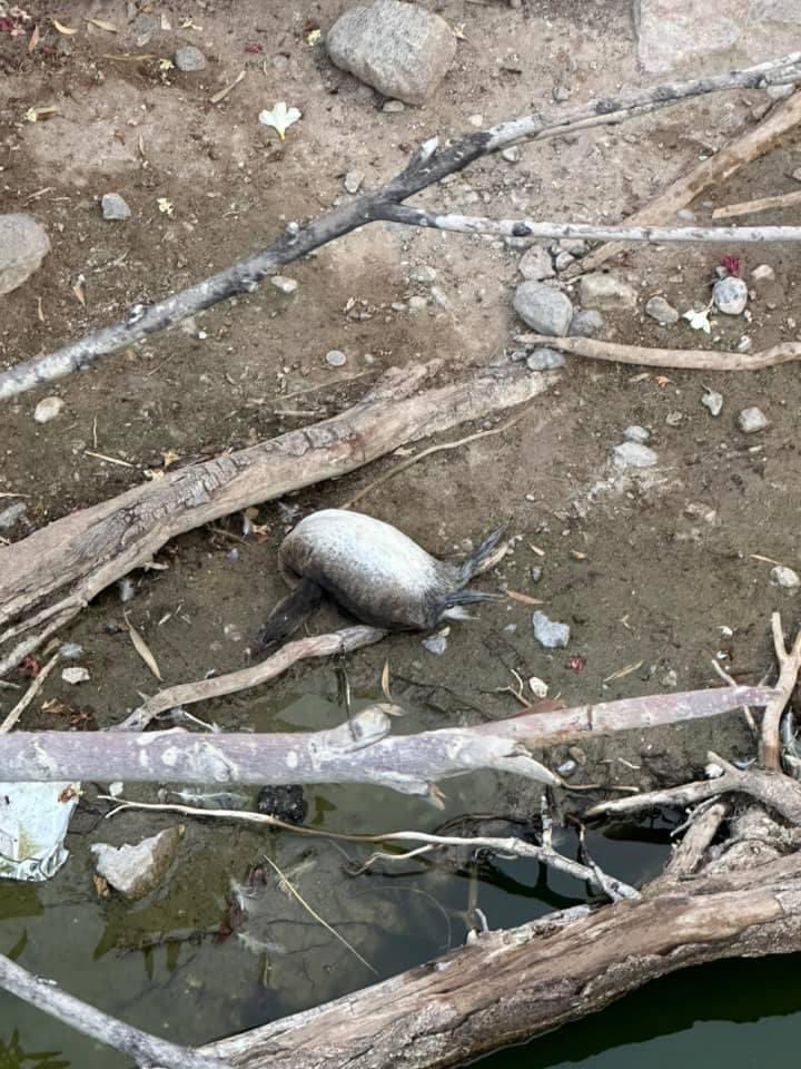 SalvemosABenito's tweet photo. Y aunque @PROFEPA_Mx  debería revisar los lagos artificiales del Parque Central pues son hábitats de algunas especies de fauna silvestre, han brillado por su audiencia y no han hecho nada. https://t.co/Rfg9AOT2U5