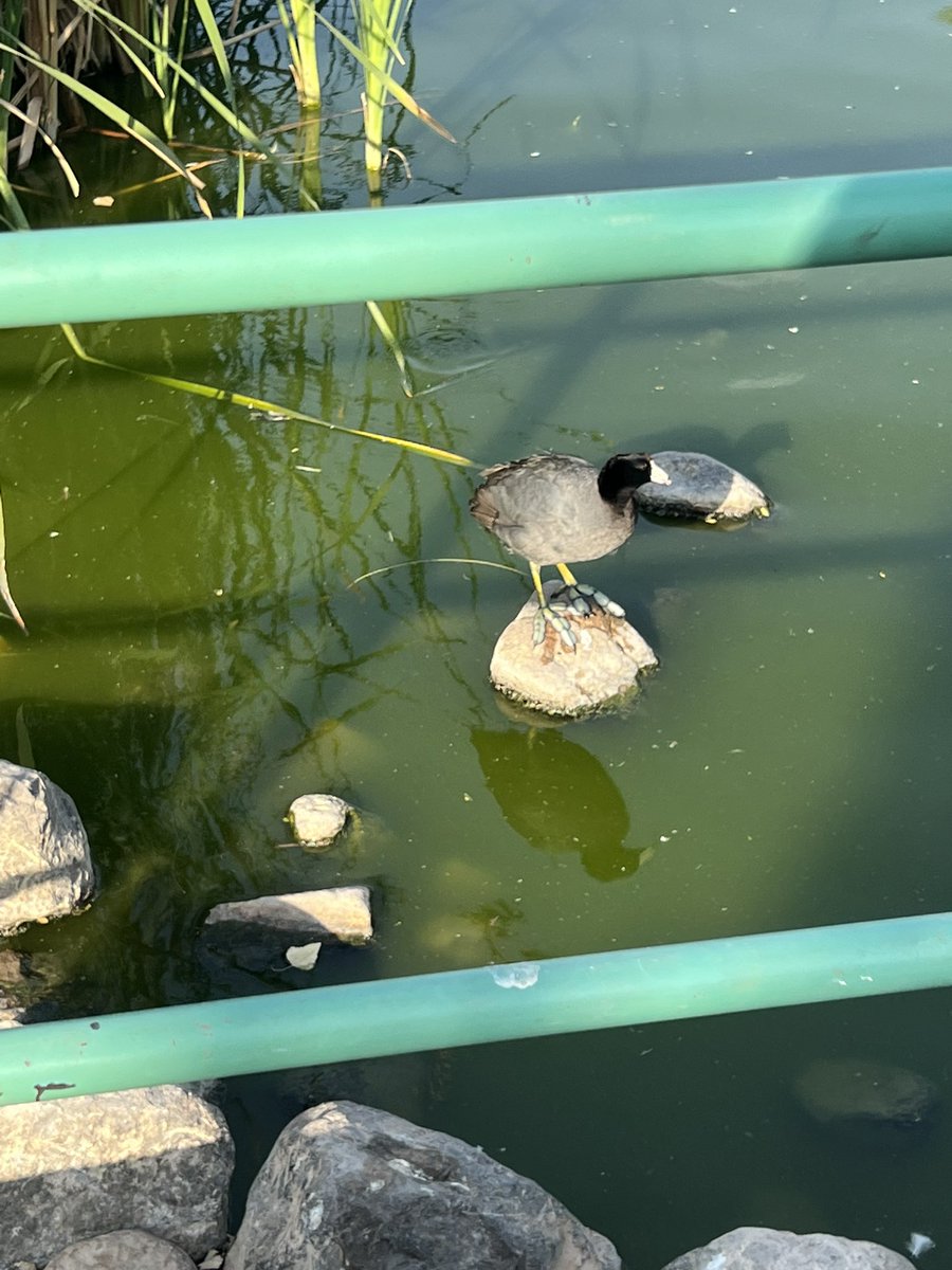 SalvemosABenito's tweet photo. Y aunque @PROFEPA_Mx  debería revisar los lagos artificiales del Parque Central pues son hábitats de algunas especies de fauna silvestre, han brillado por su audiencia y no han hecho nada. https://t.co/Rfg9AOT2U5