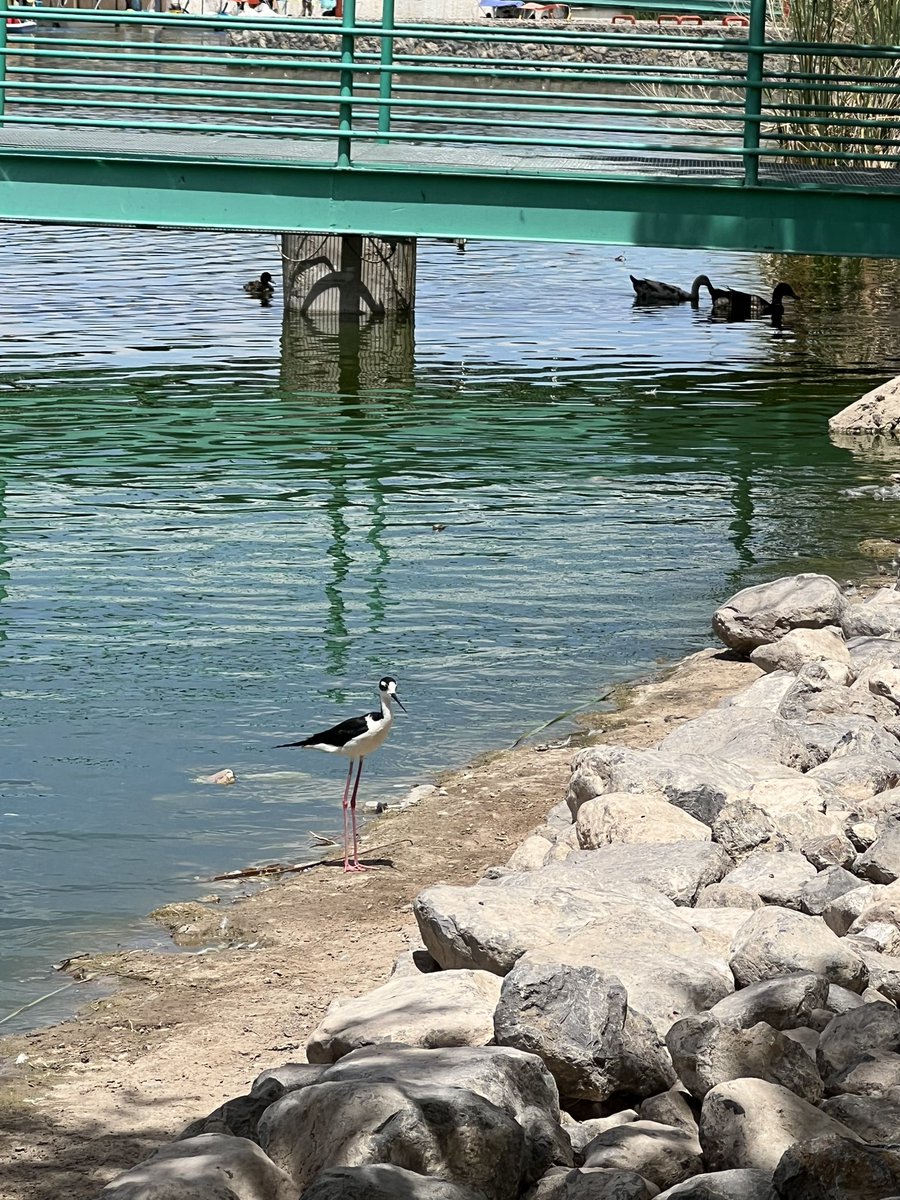 SalvemosABenito's tweet photo. Y aunque @PROFEPA_Mx  debería revisar los lagos artificiales del Parque Central pues son hábitats de algunas especies de fauna silvestre, han brillado por su audiencia y no han hecho nada. https://t.co/Rfg9AOT2U5