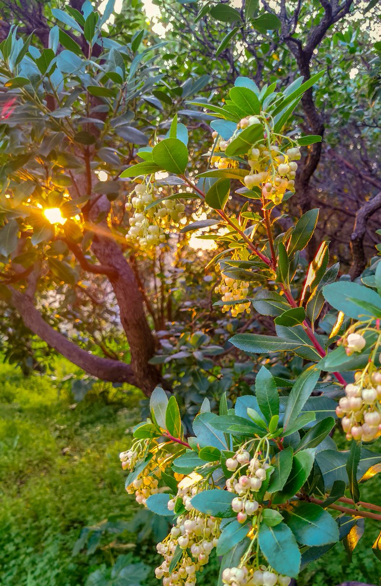 Pour célébrer l'arrivée de l'hiver, le Domaine du Rayol organise deux Journées Portes Ouvertes, samedi 2 et dimanche 3 décembre 2023. 🤗 Exceptionnellement, l'entrée au Jardin sera gratuite pour tous 😍.
domainedurayol.org/evenements/jou…
📷©️Domaine du Rayol