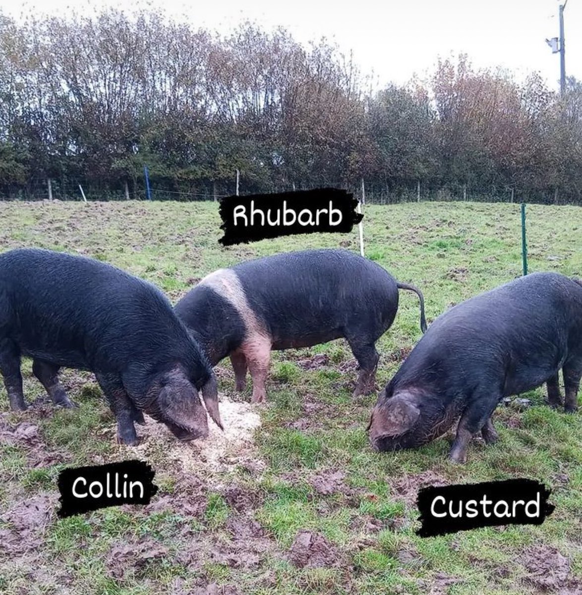 RedwoodsFm's tweet image. Check out the additions to our breeding stock! 🐖❤️
#PasturedPork #SoyFree #RegenerativeAgriculture #farming
