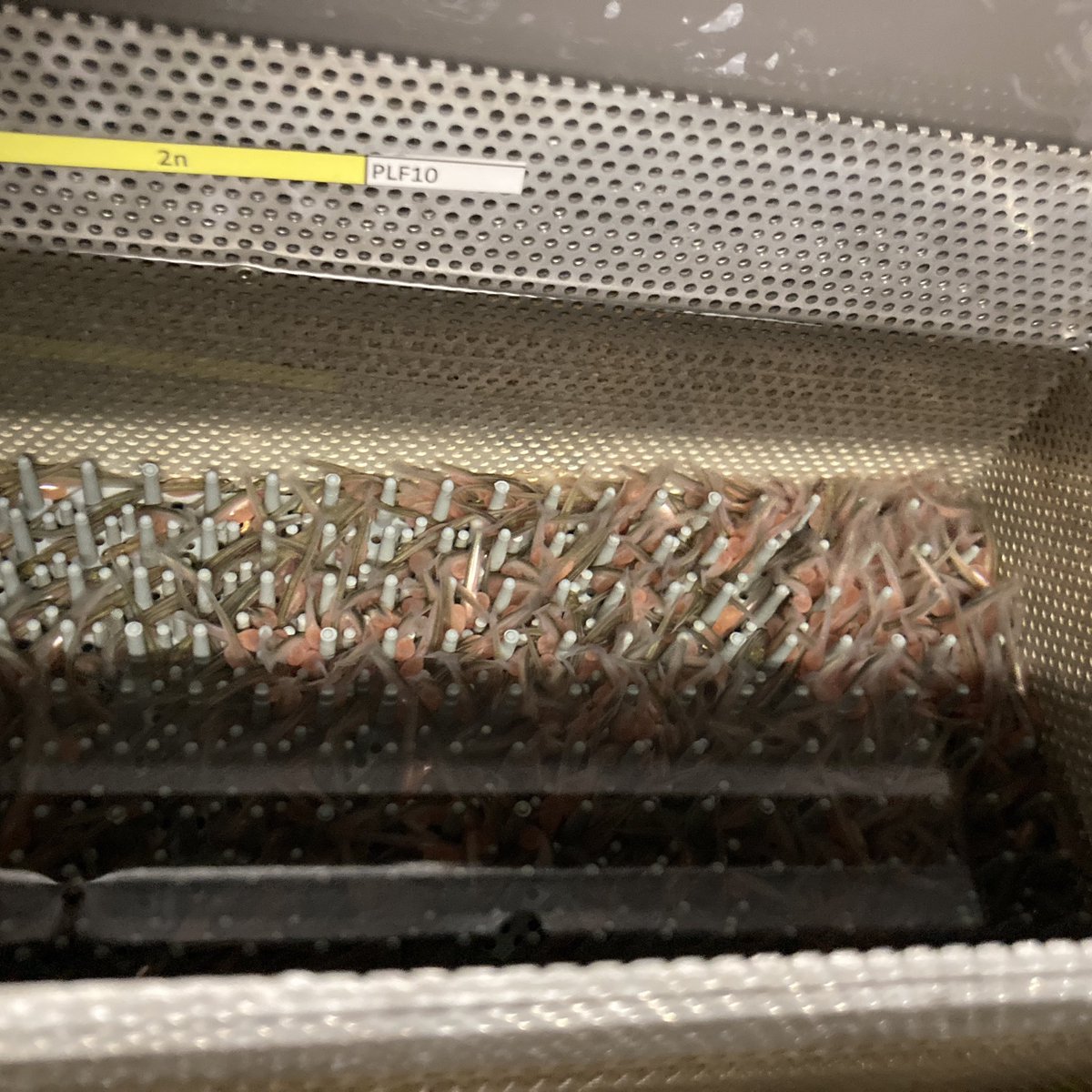 bdzpau's tweet photo. Mini pink salmon #pukkellaks at Matre @Havforskningen I can’t wait until they grow and we can start some experiments. Thanks @Solberg_MF for showing me around https://t.co/Lgo7ICTk3w