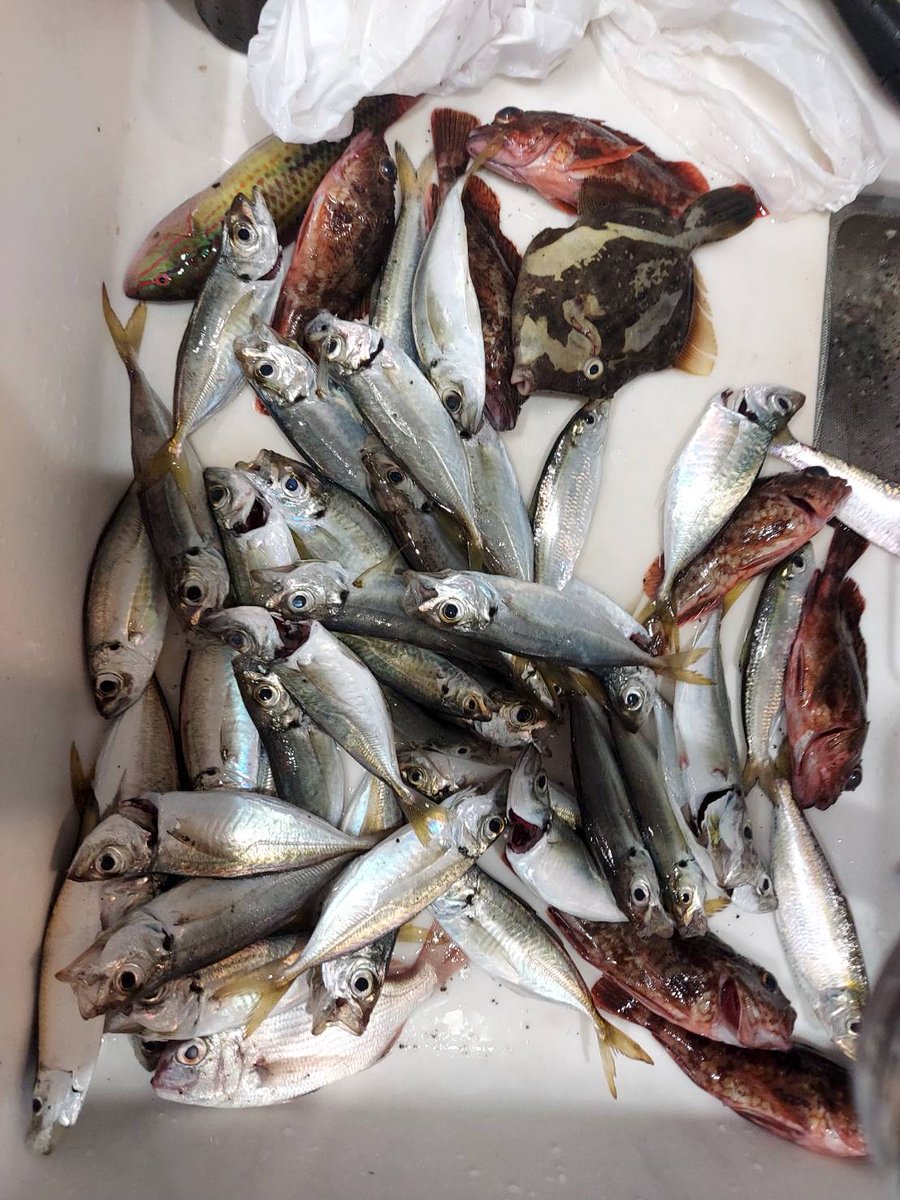8kism's tweet photo. ９月の天草方面の釣果まとめ。
この時期もアジが釣れてるが小さいシーバスが混じる。
月夜だと釣れないことが多かった。
#熊本 #アジング #天草 https://t.co/b20UplKQ7G