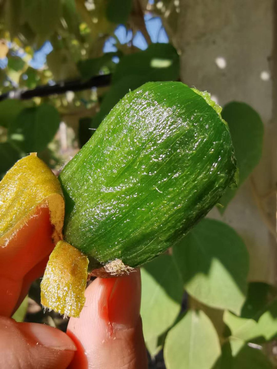 MianFNazir's tweet photo. Maohua kiwifruit is tasty &amp; nutritious but hard to peel. An innovation like bananas - easy-peel kiwis? Also exploring off-season flowering for potential biannual harvests. Goal is improving farmer returns thru better quality, longer seasons &amp; reduced labor. #AgTech #Horticulture https://t.co/9nFF6I83WV