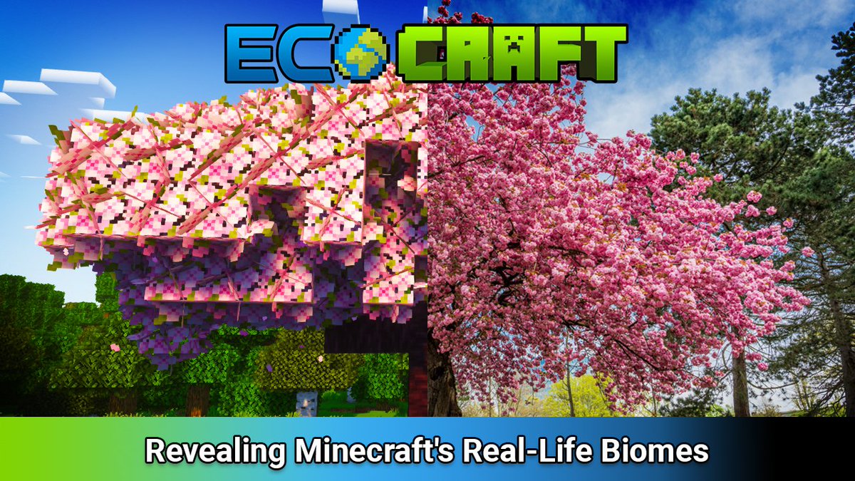 SandySparklesMC's tweet image. #EcoCraft is a series where I compare #Minecraft Biome with our Natual World. 
Watch Episode 2 where I talk about the Cherry Grove Biome and #Japan's Iconic Cherry Trees aka #Sakura. 

youtu.be/EMrADZqvEHQ?si…

#SandySparkles #Youtube #NewVideo #subscribe