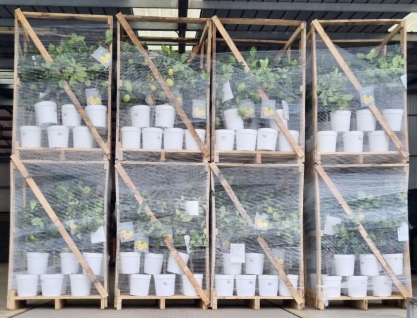 DIRECTSICILY's tweet photo. New loading system from DS 🍋🍋🍋😍
#directsicily
#sicilyplants #citruslimon #citrus https://t.co/sFfiZ325LQ