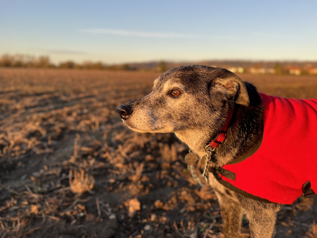 MerlinnotDesmo's tweet image. 