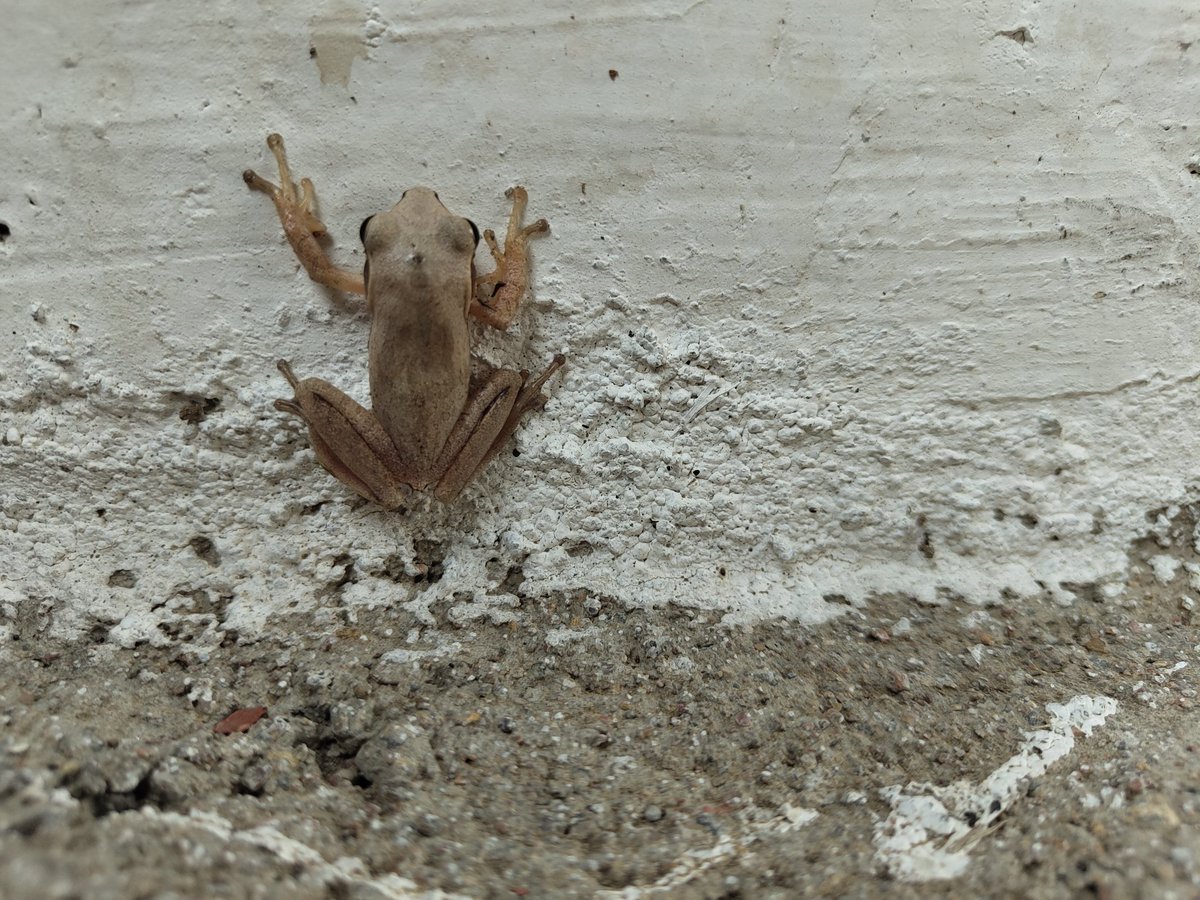 Indian tree frog