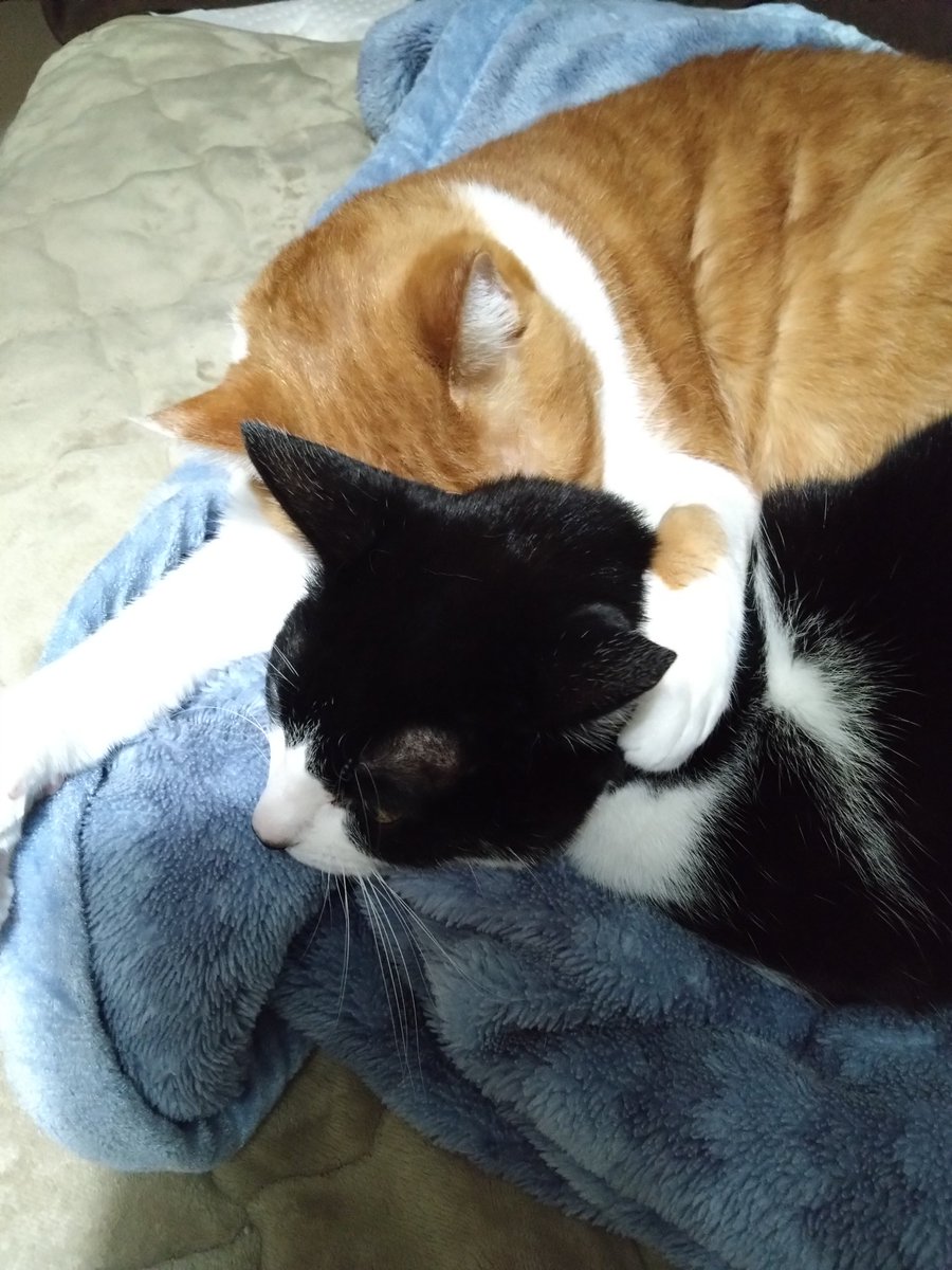 ccc0500's tweet photo. 仲良し(^^)
#猫のいる幸せ 
#猫のいる生活 
#猫好きさんと繋がりたい https://t.co/w5CuIYvLjs