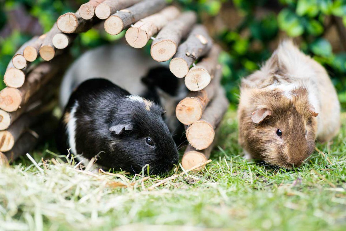 CompanionLifeUK's tweet photo. Last chance to have your say in the Great British Small Animal survey! - https://t.co/DEapNI8tSp https://t.co/DqpP633es8