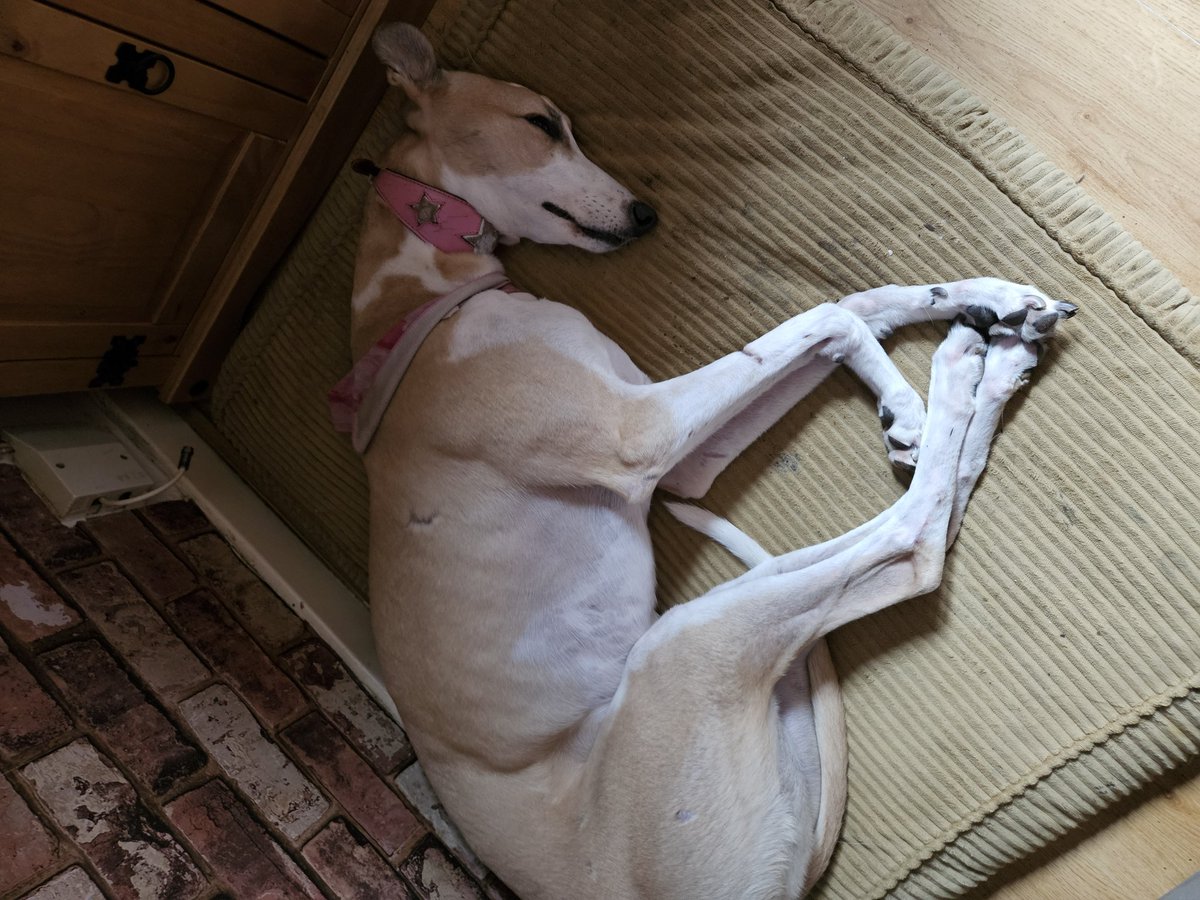 denise ryan tweet media