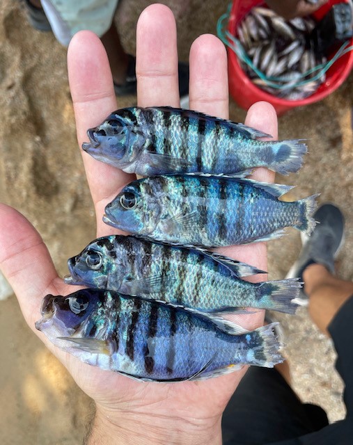 GeneticsCam's tweet photo. On the fifth and final day of #FishinResearch week we are looking at Lake Malawi cichild fish!🐟

@richard_durbin and his group took a research trip to Malawi this year and obtained hundreds of new samples with fresh genomes to be analysed. https://t.co/SFw8muLSWa