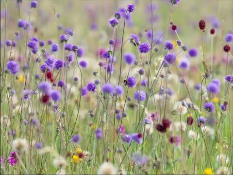 BIG NEWS!!! For our 10th Garden Fest, Paul Jupp from @meadowinmygarden and @tobybucklandgardens will be launching The Pocket Meadow Project, giving visitors free wildlife friendly seeds. The how’s and the why’s are here:

tobygardenfest.co.uk/free-wildflowe…