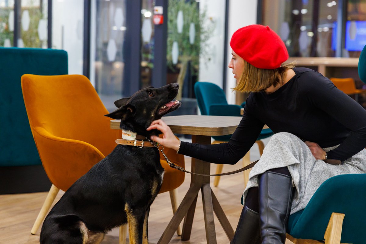 GraylingHU's tweet photo. Yesterday, we held our Doggy Sleepover event organized for the Hampton by Hilton hotel in Budapest. 🐕‍🦺🐩 During the event, our journalist and influencer guests had the opportunity to spend a night at Hampton by Hilton. https://t.co/KBLUnPU69e