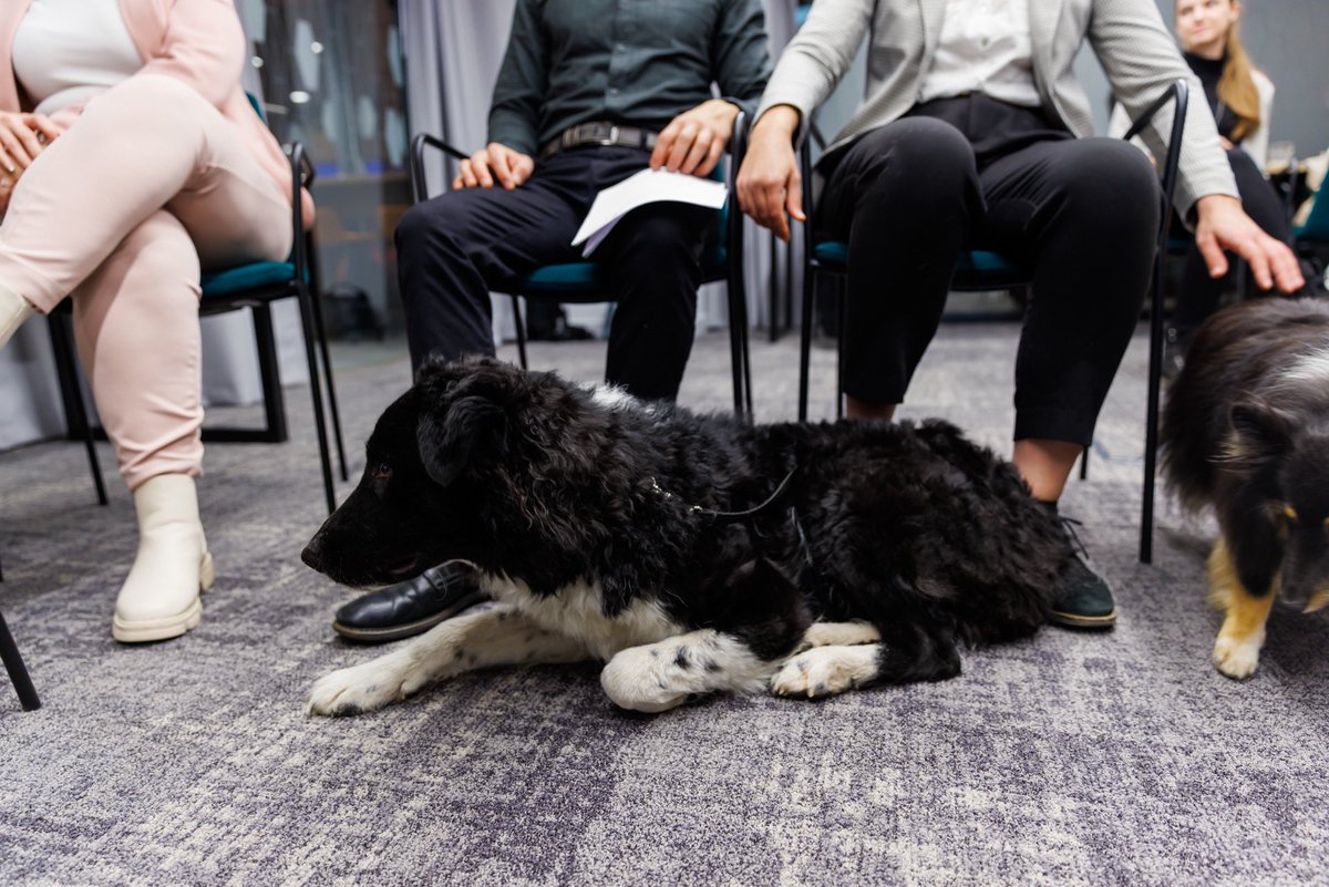 GraylingHU's tweet photo. Yesterday, we held our Doggy Sleepover event organized for the Hampton by Hilton hotel in Budapest. 🐕‍🦺🐩 During the event, our journalist and influencer guests had the opportunity to spend a night at Hampton by Hilton. https://t.co/KBLUnPU69e
