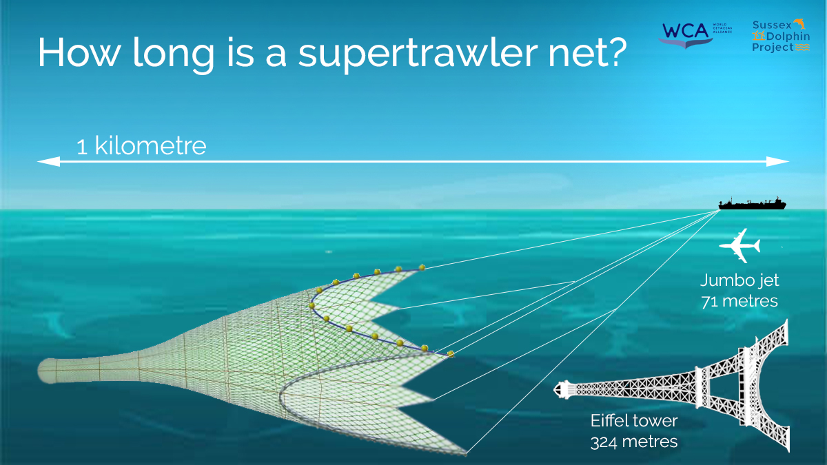 #Supertrawlers are giant factory ships, usually 100 metres+, that catch tonnes of fish, and whatever else is in their way, every day with their kilometre-long nets. #bycatch It’s not hard to imagine the devastating impact they have on the ocean. Read the article:…