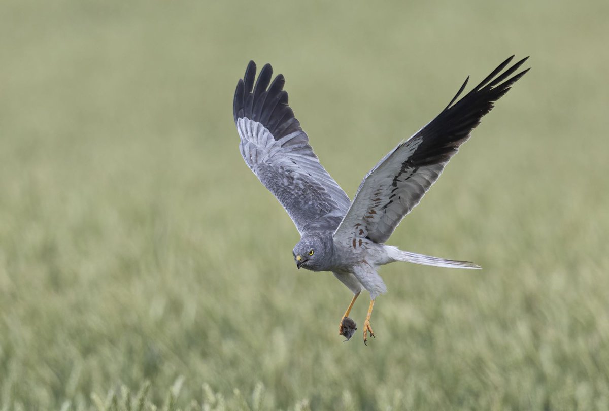 grauwekiek's tweet photo. De vorige nieuwsbrief is al even geleden dus het is een bomvolle editie geworden met zowel een terugblik op afgelopen seizoen als veel nieuws:

https://t.co/ZRCyIKJqVQ

Morgen (25-11) zijn we ook weer bij de Landelijke Dag van @Sovon. Kom je langs voor een praatje?

© Jan Ploeger https://t.co/xgoahw91cI