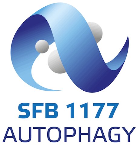 @SFB1177 focusing on selective #autophagy in health and disease was supported today for the next 4 years by <a href="/dfg_public/">DFG public | @dfg_public@wisskomm.social</a>
SFB network is evaluated as:
“#Leuchtturm of autophagy research in Germany at the highest international level”☺️👍
 <a href="/goetheuni/">Goethe-Universität</a> <a href="/IBC2_GU/">IBC2</a> <a href="/HMWK_Hessen/">HMWK Hessen</a> @