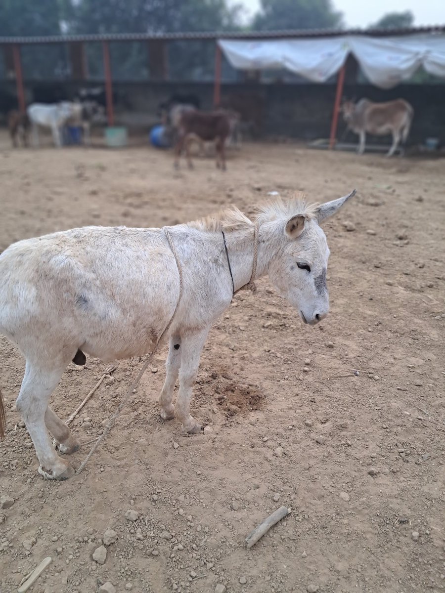 TheDogMother_'s tweet image. #SOS #SponsorRequest for #fodder &amp;amp; khal, chokar for our #RescueCows, Donkeys &amp;amp; more 🙏
We need to pay the vendor Rs 35000 for all to last this food for 15 days. It&apos;s my humble request to you all to help me pay it! Donate via UPI at smartsanctuary@ybl OR GPay 8700640454 🙏
#Rescue