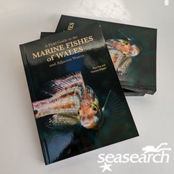 Our #BlackFridayOffer is running all weekend! Get over to the @_Seasearch online shop before Monday evening and pick up a copy of - Marine Fishes of Wales - for the discount price of £5. That's nearly 75% off RRP! shop.mcsuk.org (While stocks last.) #UKMarineLife