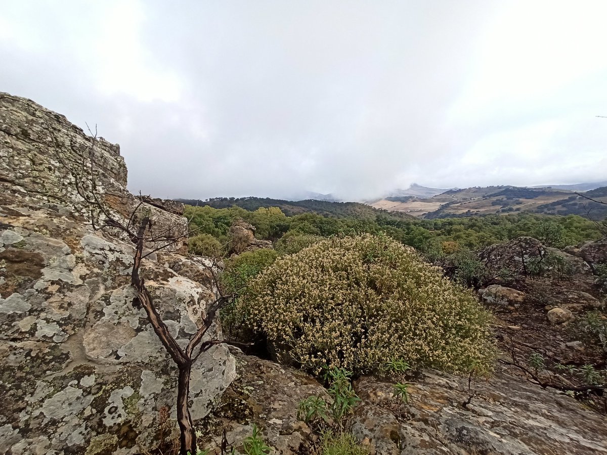 Dando los primeros pasos en el proyecto de conservación de Echinospartum algibicum con el apoyo de <a href="/SpeciesFund/">Mohamed bin Zayed Species Conservation Fund</a> y en colaboración con Grazalema Regenerativa.

First steps taken in critically endangered plant conservation project in southern Spain. Supported by MBZ Species fund.