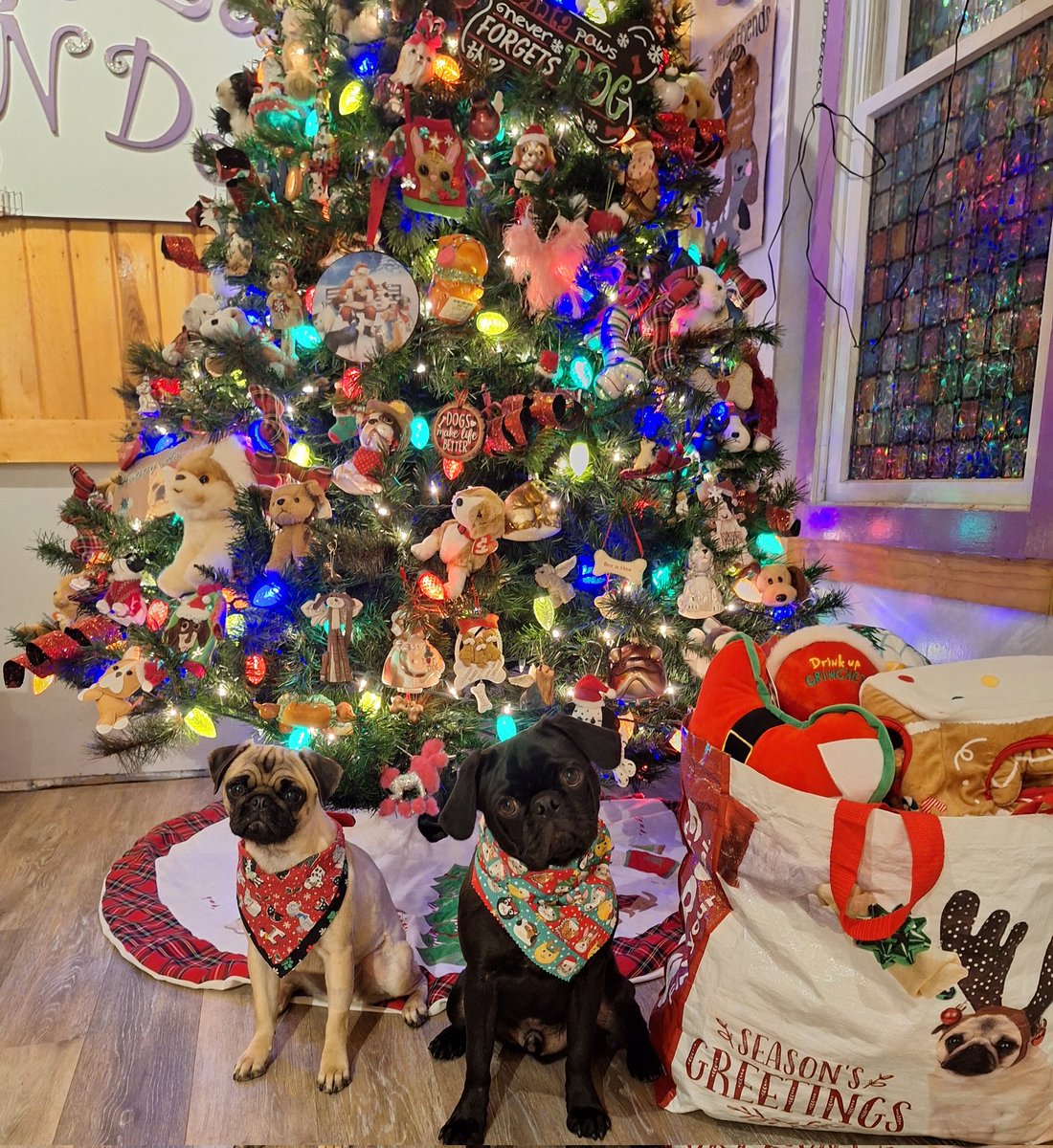 Now we're just pups but what doesn't make sense is that #BuyNothingDay & #BlackFriday are the same day🤔. Happy Friday either way😄! #ShopTillYouDrop #BlackFriday2023 #fridayfun #puglife #dogsoftwitter #dogsofx  #puppiesofx #ChristmasIsComing #Christmas2023 #ChristmasTree #dogs