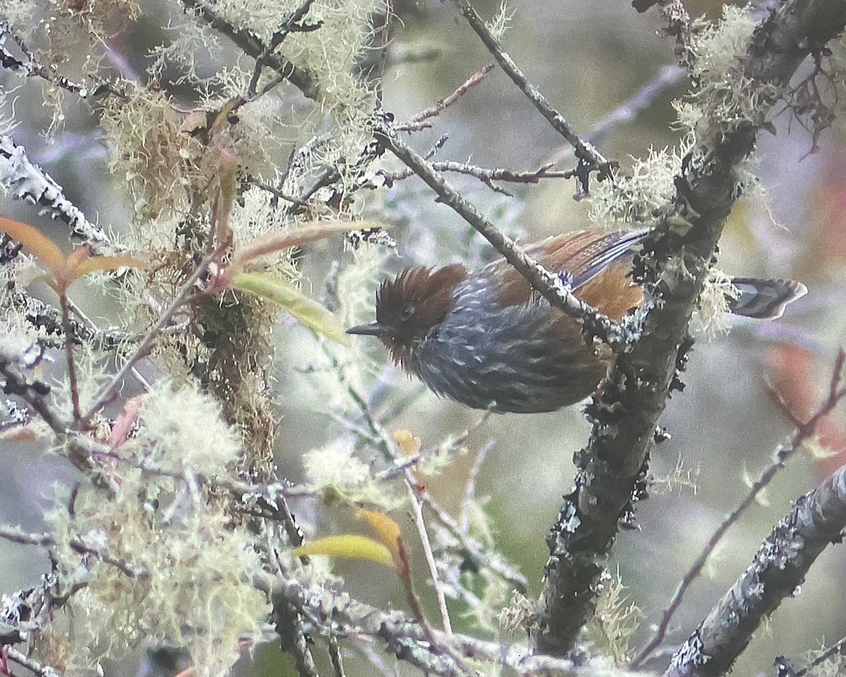 Another trip to another island. You’ll never guess which one though! White-whiskered Laughing Thrush, Taiwan Sibia, Taiwan Barwing and Taiwan Scimitar Babbler