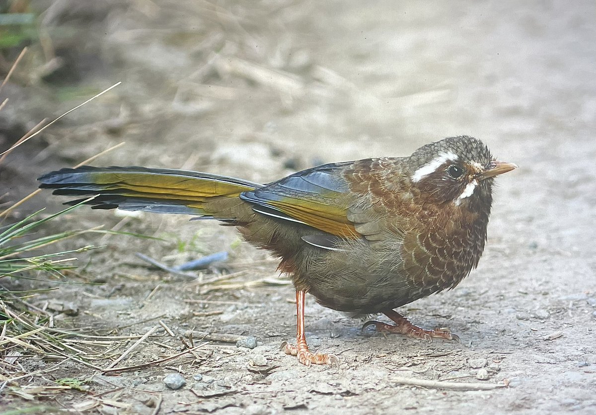 Michael O'Clery tweet media