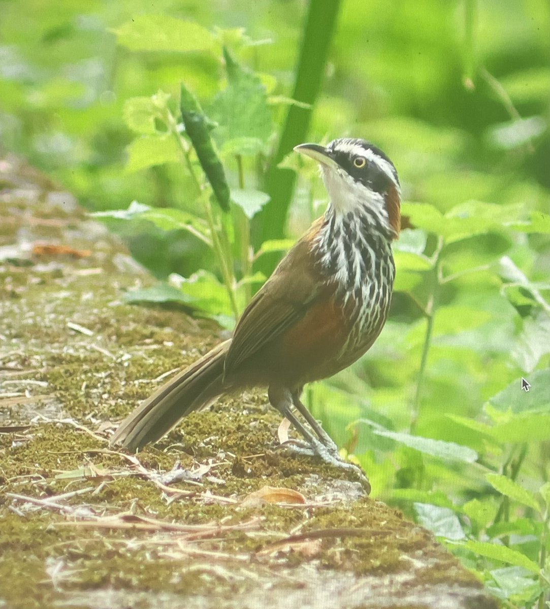 Michael O'Clery tweet media