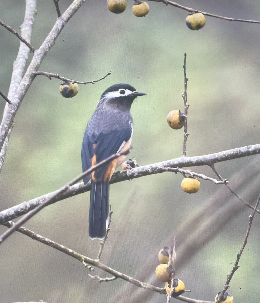 Michael O'Clery tweet media