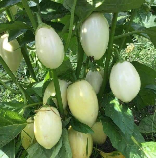 Prince_Fynnz's tweet photo. CLEAN YOUR KIDNEYS NOW
           AVOID DIALYSIS. 
( BUY GARDEN EGG LEAVES.)
       SEE HOW TO USE IT :
1. Cut the leaves into pieces.
2. Rinse in clean water.
3. Put in a clean pot with clean water.
4. Boil for 10mins.
5. Filter it in a bottle. https://t.co/YYDVKpI4MW