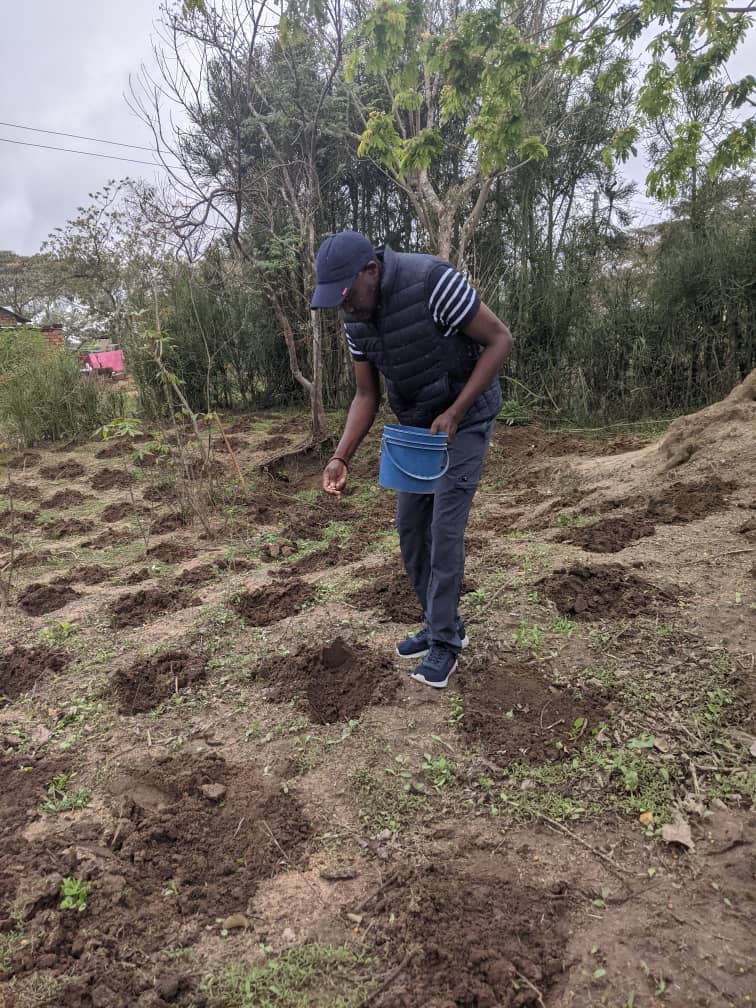 OleLekaita's tweet photo. Leo tarehe 24 Novemba 2023 nilipata bahati ya kutembelea Kata ya Kaloleni na kushiriki shughuli za Kilimo kwa Shamba la *Mzee Salum Kabila*. Nawatakiwa wananchi wenzangu wa Jimbo la Kiteto Kheri katika Kilimo na Ufugaji. Mvua zinazoendelea ni fursa kubwa kwetu sote. https://t.co/XGHylLHYUq