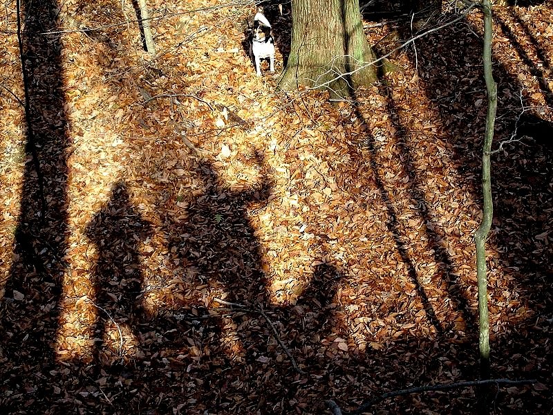 AndiFerguson1's tweet photo. #FridayArchiveBlogging goes #FridayDogBlogging again with a milestone photo: the 3rd digital photo of Sniff, the 2nd of all 3 #dogs* &amp; the 1st of Jim &amp; me with all 3. 😜

Taken #OnThisDay November 24, 2005
#otd #DogsOfTwitter #DogsOfX  #woods #shadows
* Sniff, Hopeful, &amp; Giddy https://t.co/aMLt235I8n