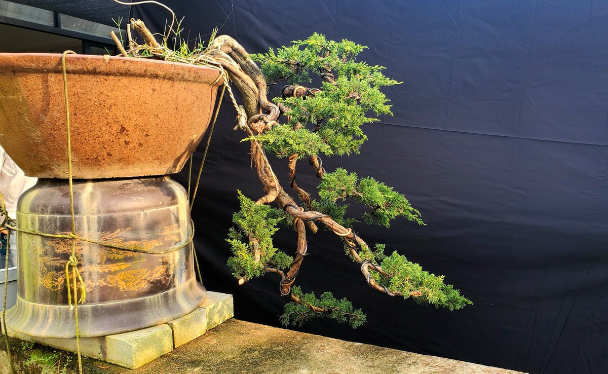 Jasonch45977478's tweet photo. We have repeatedly made several bonsai trees in the past two days. 
It is undeniable that they are getting better and better looking, but it still takes some time to make the branches fuller.🤔🤔 https://t.co/MSkoGIY1DX