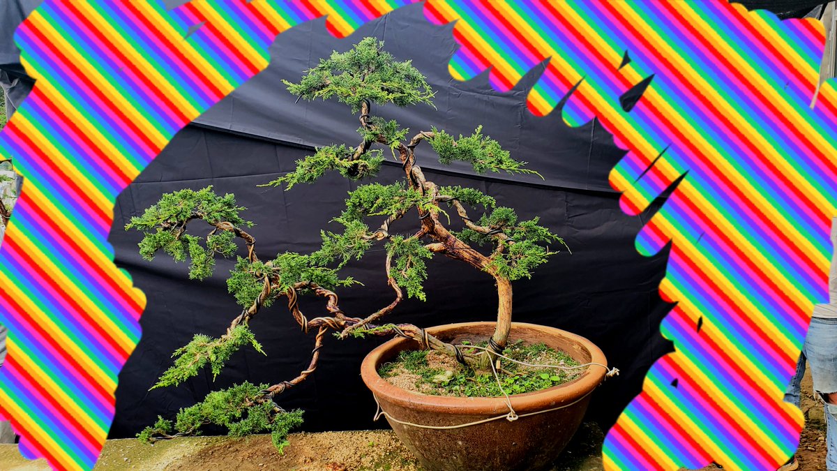 Jasonch45977478's tweet photo. We have repeatedly made several bonsai trees in the past two days. 
It is undeniable that they are getting better and better looking, but it still takes some time to make the branches fuller.🤔🤔 https://t.co/MSkoGIY1DX