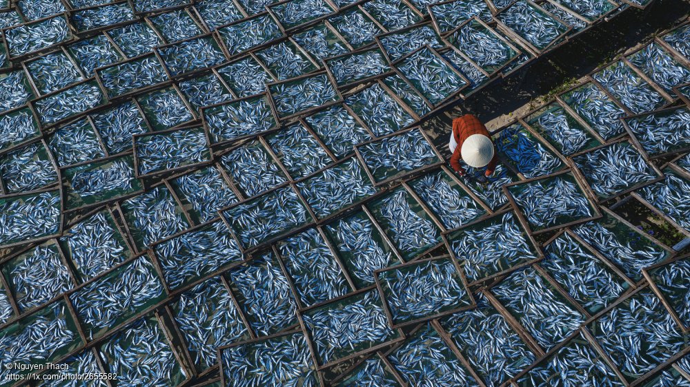 1x_com's tweet photo. 'Drying Fishes' by Nguyen Thach
https://t.co/KE3htRB4H0 #drying #fish #repetitions #birdperspective #worker https://t.co/cWeAgYSyGM