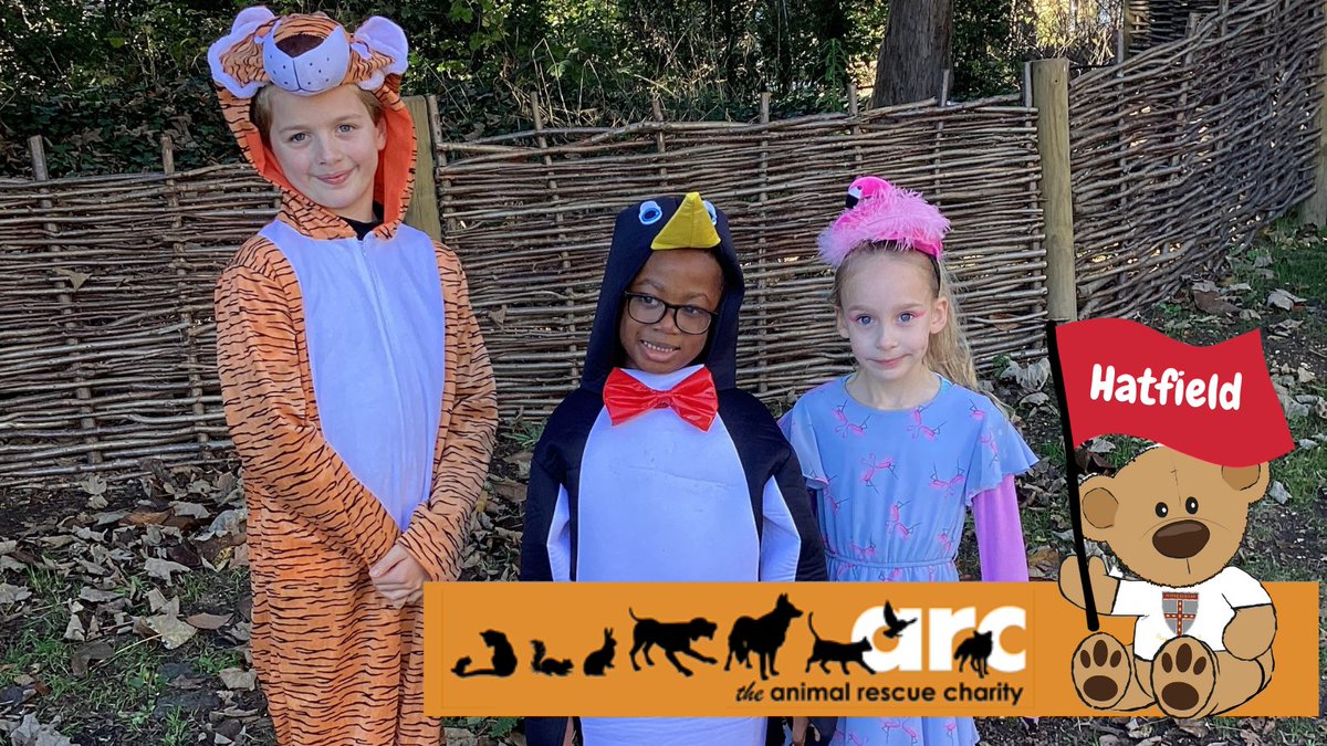 Hatfield's House Captain leads a mission for <a href="/ARCcharity/">animal rescue (ARC)</a>, Bishop’s Stortford. This week, #TeamDuncombe transformed our school into a magical menagerie. Beyond fun, it's a lesson in generosity and charity, empowering young hearts for a meaningful impact. #CognitaWay #hertford