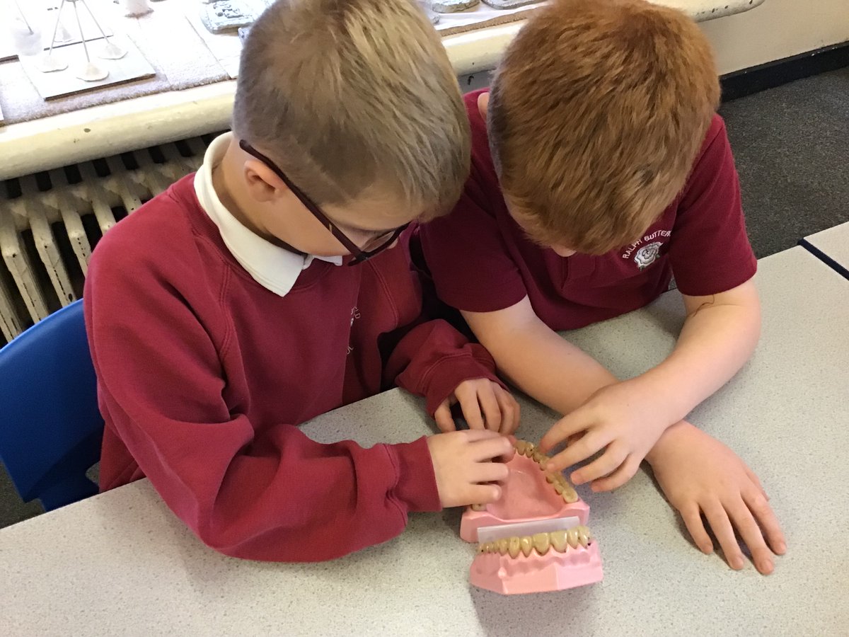 RalphBPSch_York's tweet photo. Class 6 learnt about the different types of teeth and their uses. They enjoyed making their own models of teeth out of plasticine. #RBPSScience https://t.co/ELaD6F2yGx
