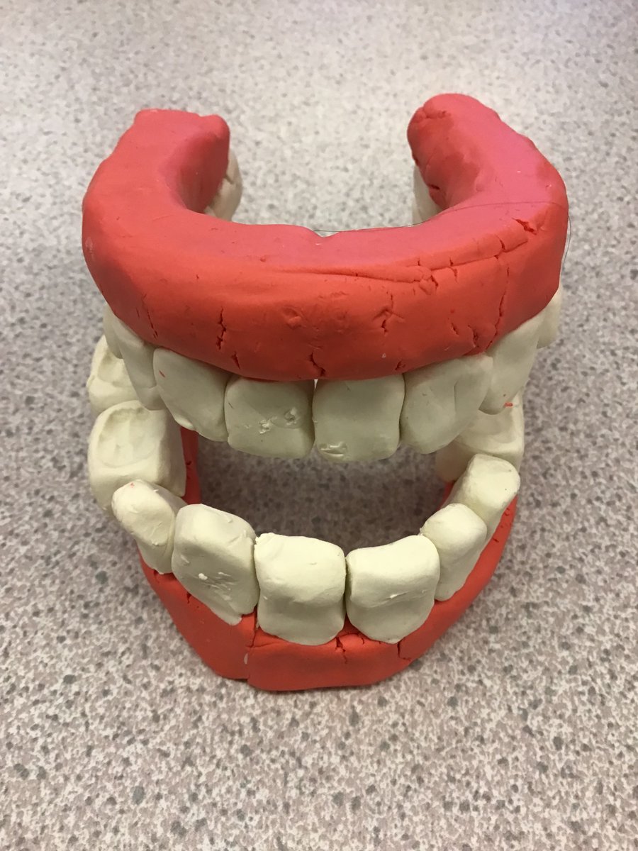 RalphBPSch_York's tweet photo. Class 6 learnt about the different types of teeth and their uses. They enjoyed making their own models of teeth out of plasticine. #RBPSScience https://t.co/ELaD6F2yGx