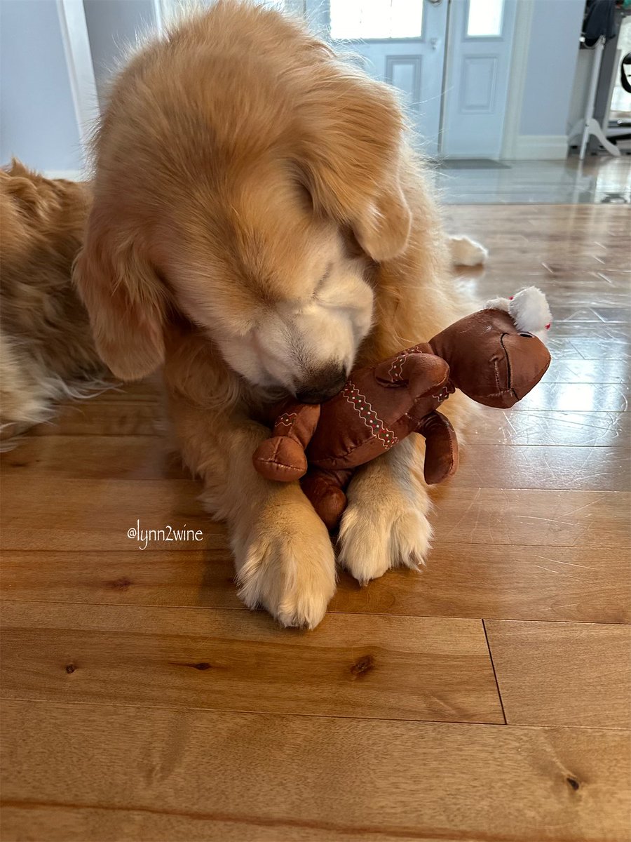 🇨🇦Lynn & Murphy of the North🇨🇦 tweet media