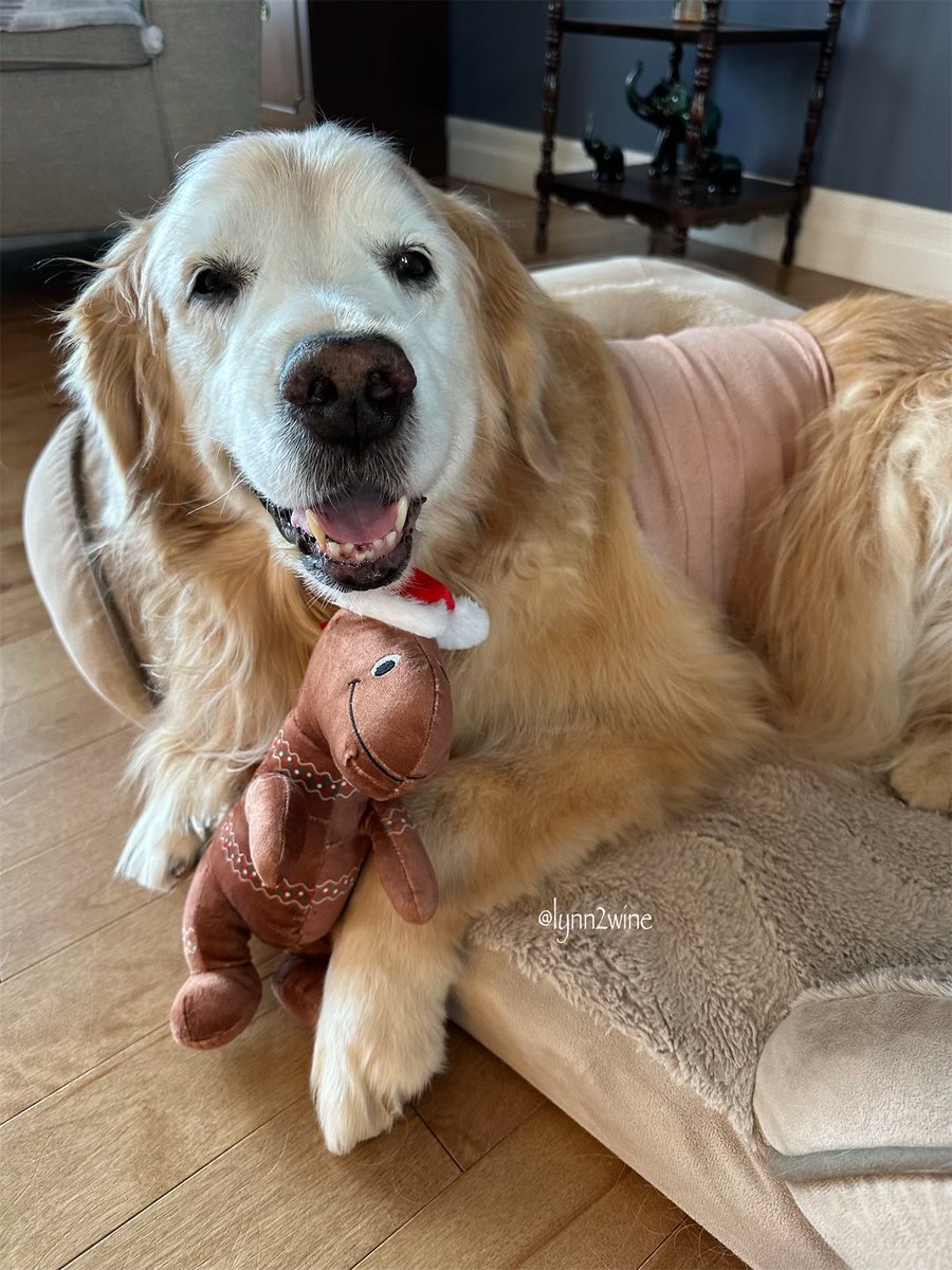 🇨🇦Lynn & Murphy of the North🇨🇦 tweet media