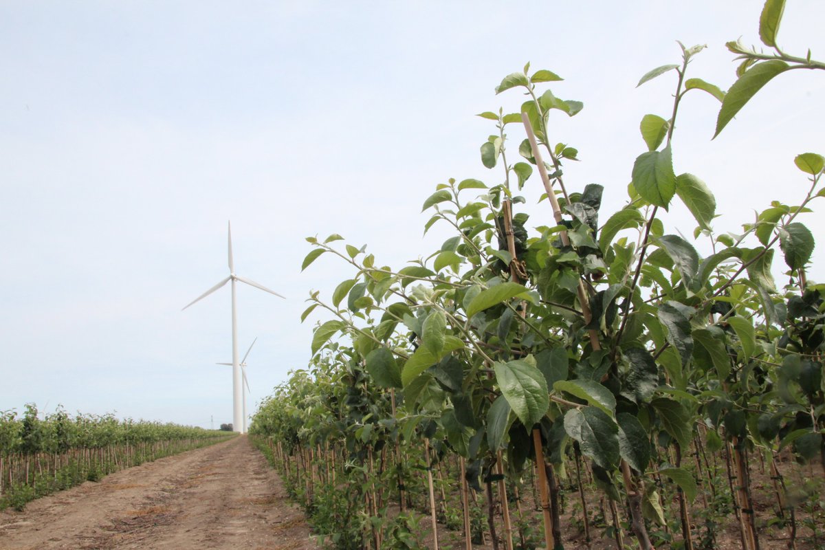 Nederlandse vruchtboomkwekers verwachten de komen de jaren een tekort aan fruitbomen en onderstammen.
defruitteeltkrant.nl/tekort-aan-fru…