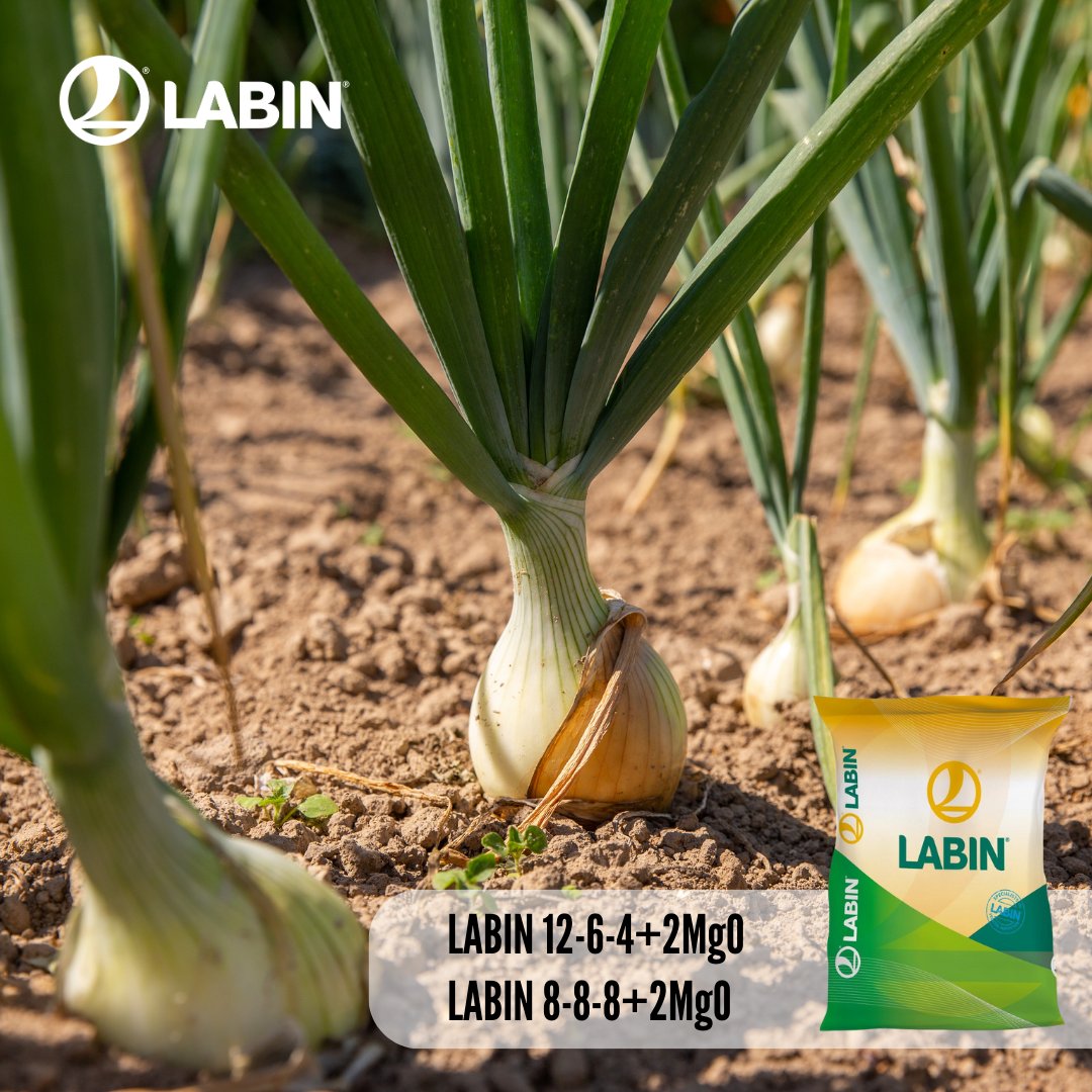 Prepara tu suelo para la siembra de la cebolla 🧅

👉LABIN 12-6-4+2MgO

👉LABIN 8-8-8+2MgO

#labin #solucioneslabin #cebolla