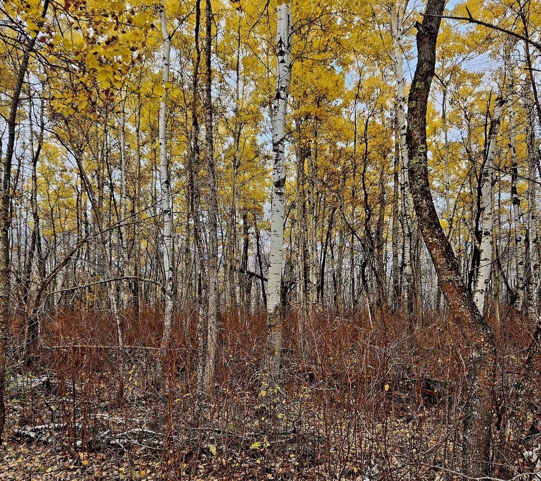 CochraneDion's tweet image. Being a Part of the Tribe.
It&apos;s all a Part of it.
#bydesign  #naturespatterns