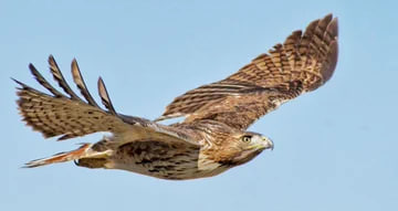Life is something full of challenges, and we need to learn to overcome them.  Only then will you be able to fly as high as a Hawk🦅🦅